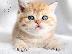 PoulaTo: Scottish Folds γατάκια